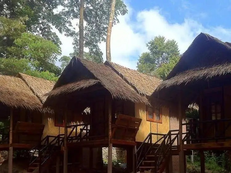 JUNGLE GARDEN