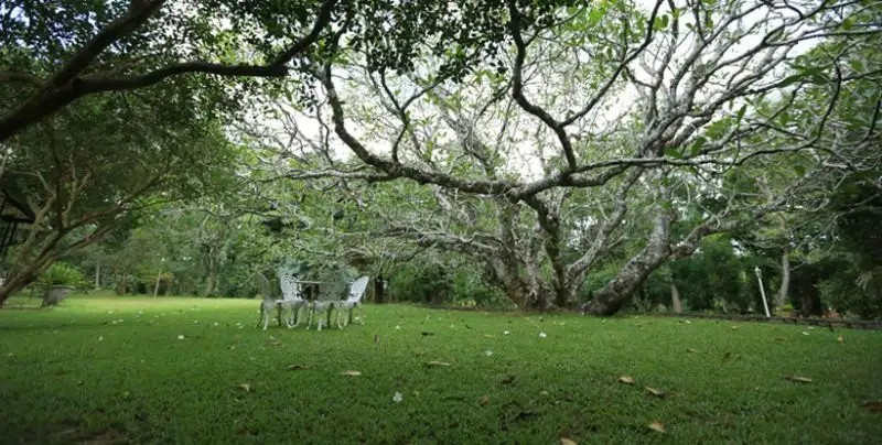 HORATHAPOLA ESTATE