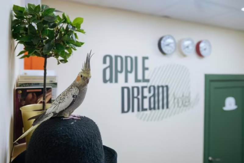 APPLE DREAM
