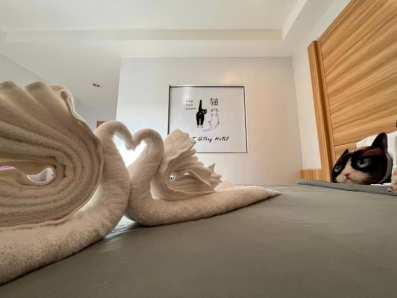 CAT STORY HOTEL