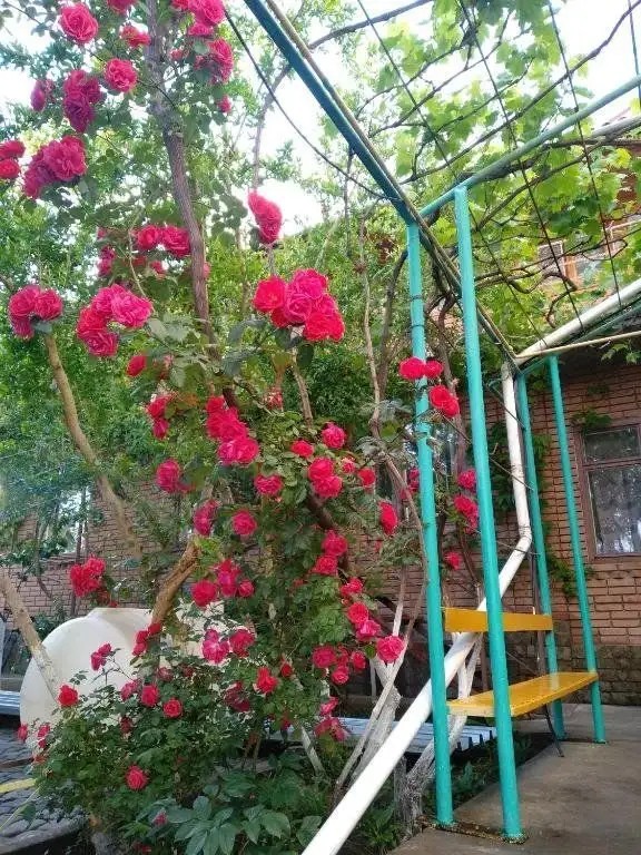 ЯСИН
