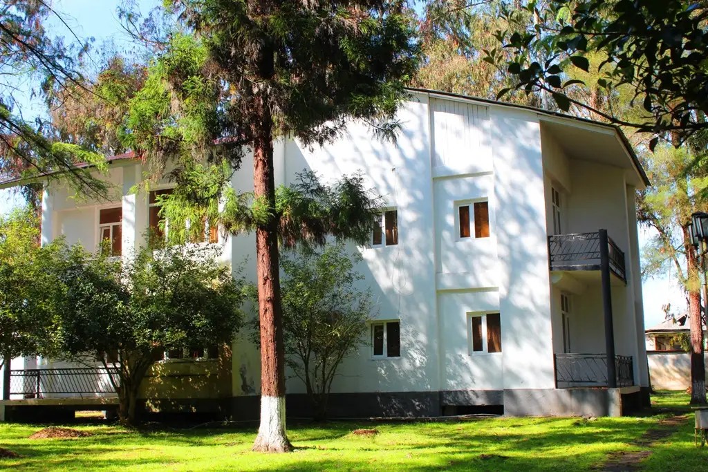 ЭВКАЛИПТОВАЯ РОЩА