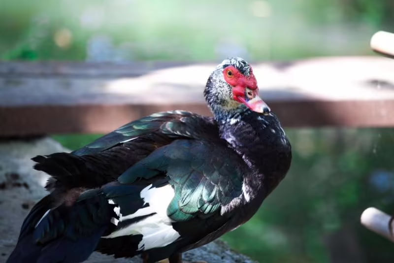 АКАЛАМ КАНТРИ КЛАБ