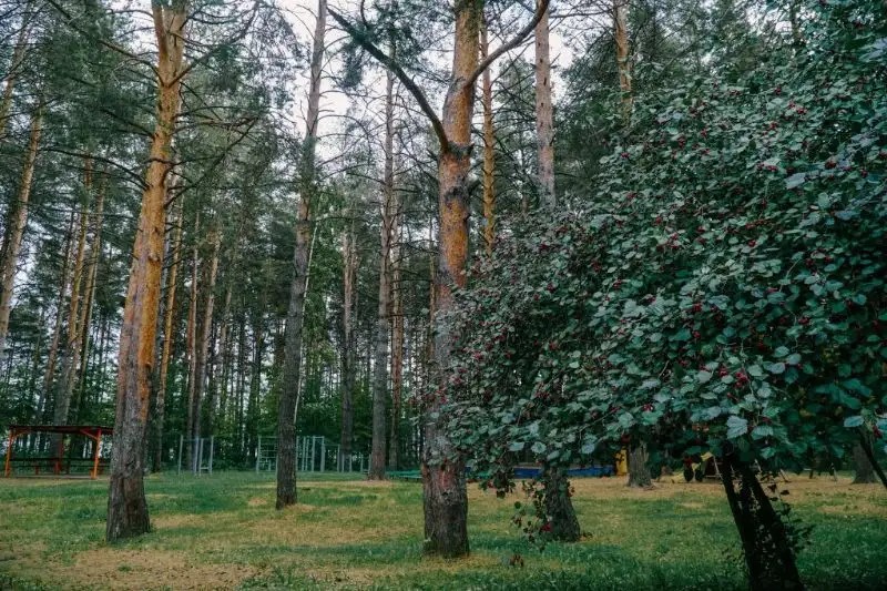 ООО ДСОЛКД ИЗУМРУД
