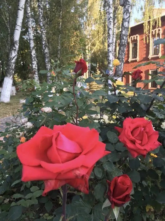 ИЕРУСАЛИМСКАЯ