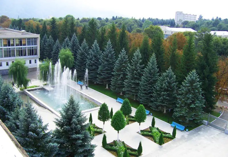 ГОЛУБЫЕ ЕЛИ