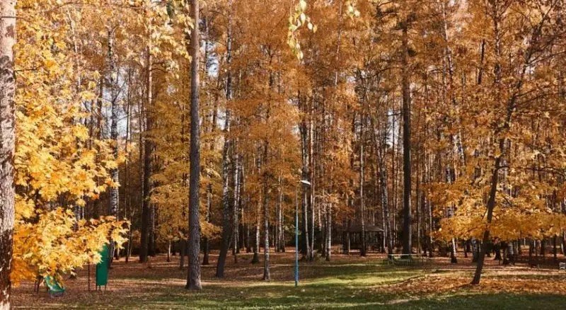 ПОДЛИПКИ