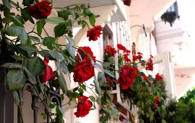 DARUSSAADE ISTANBUL