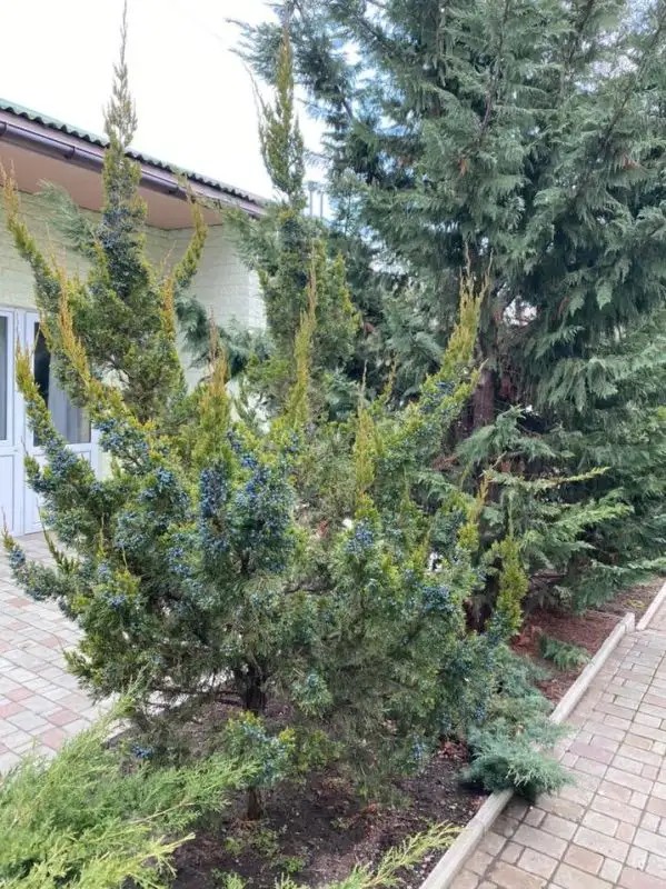 АННА-МАРИ МЕЖВОДНОЕ 
