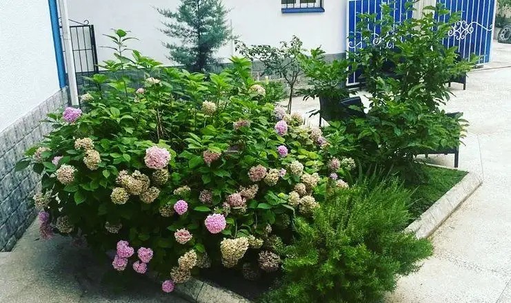 ЧАК ЧАК