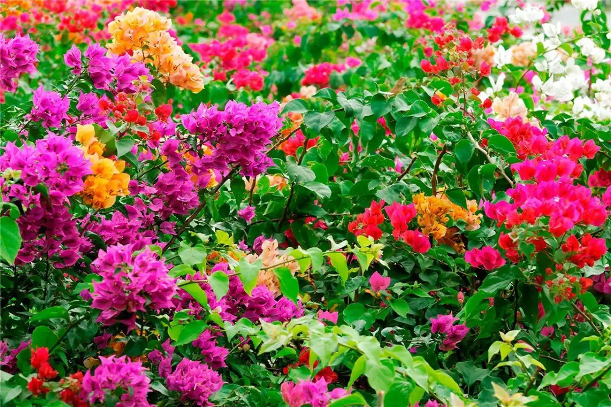 AZERAI KE GA BAY (EX. PRINCESS DANNAM RESORT & SPA) 