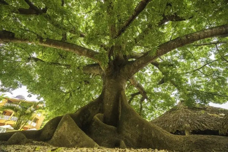 BELLEVUE DOMINICAN BAY (EX. HOTETUR)
