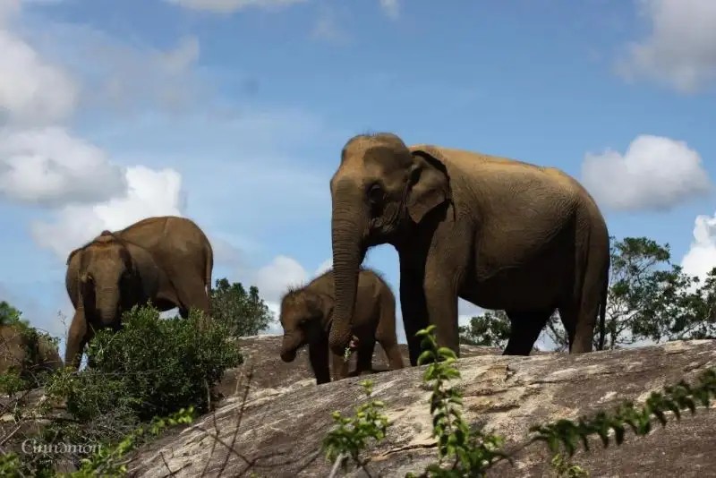 CINNAMON WILD YALA
