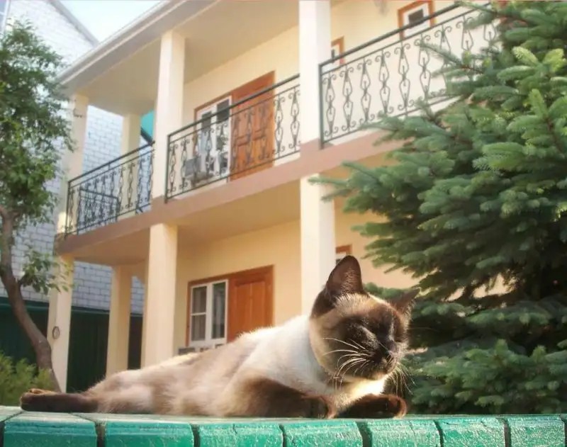 ЭЛИС