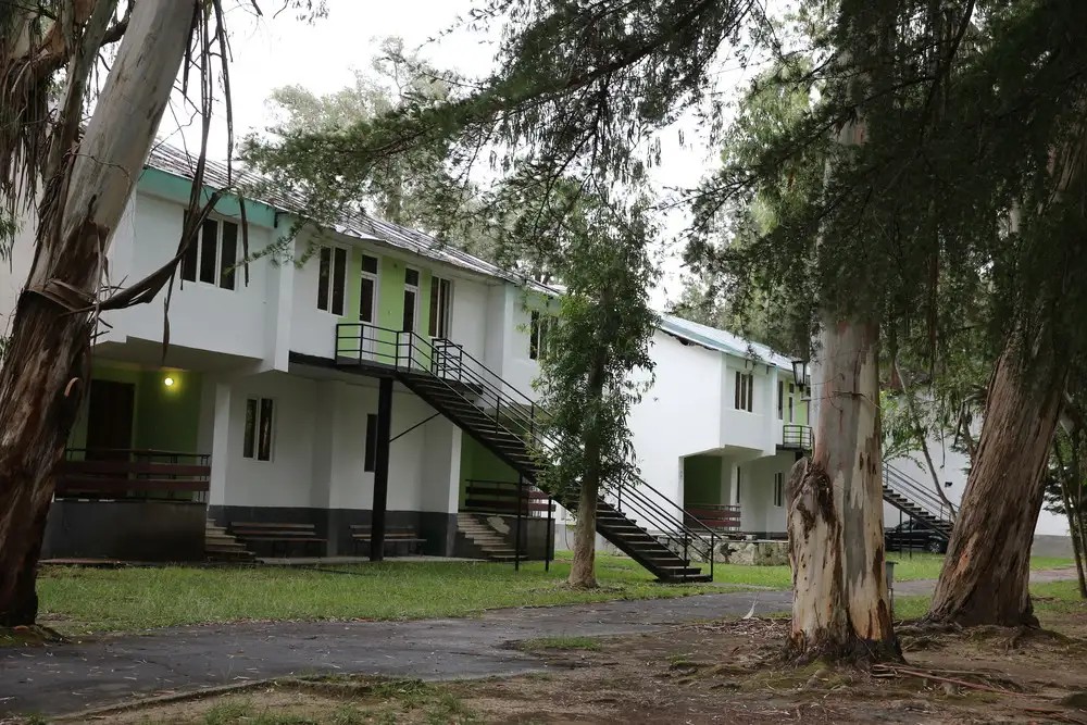 ЭВКАЛИПТОВАЯ РОЩА