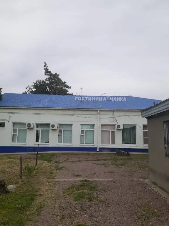 ЧАЙКА