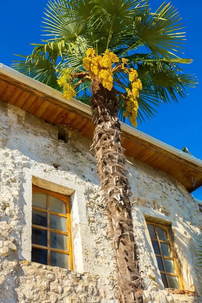 АБХАЗИЯ ИСТОРИЧЕСКИЙ САНАТОРИЙ