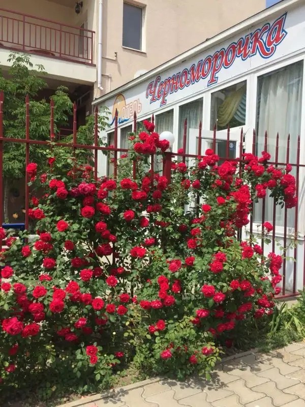 ЧЕРНОМОРОЧКА