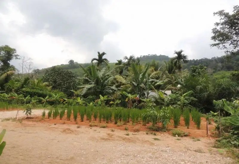 OYO 75312 BANANA LODGE