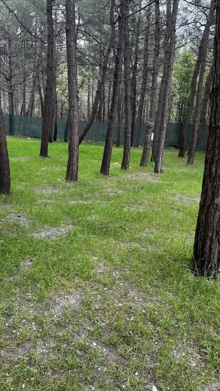 ПОД СОСНАМИ КЕМПИНГ