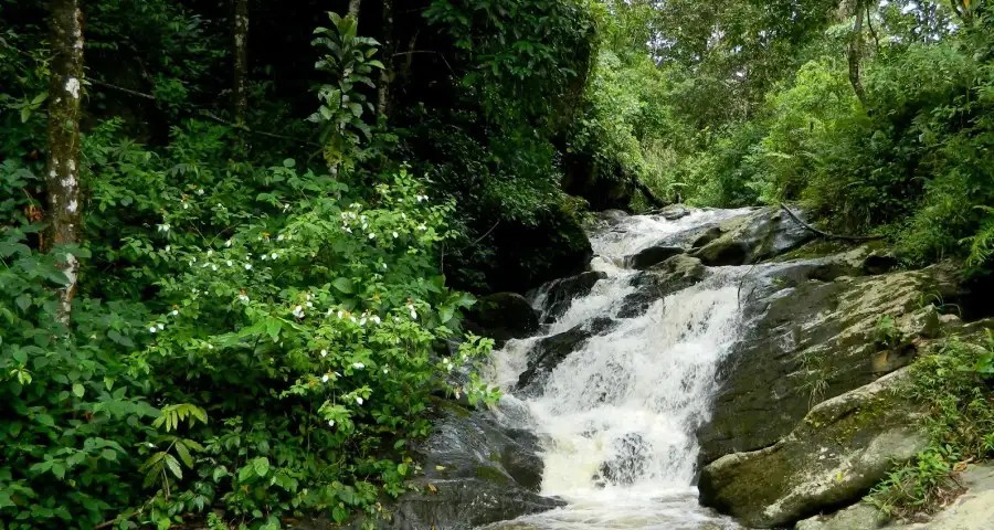 DEEP WOODS RESORT