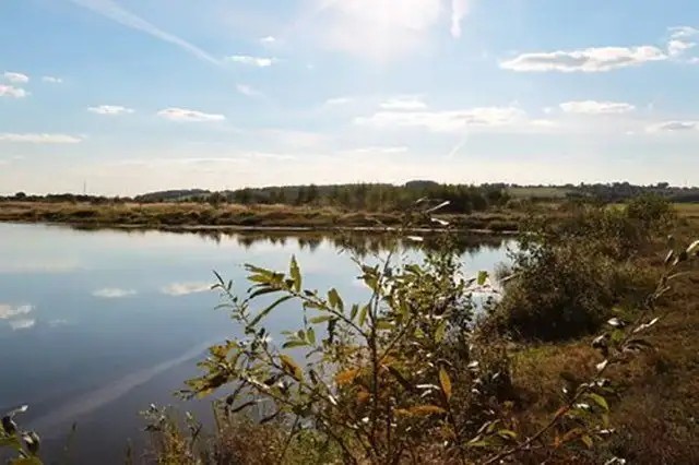 СОСНЫ