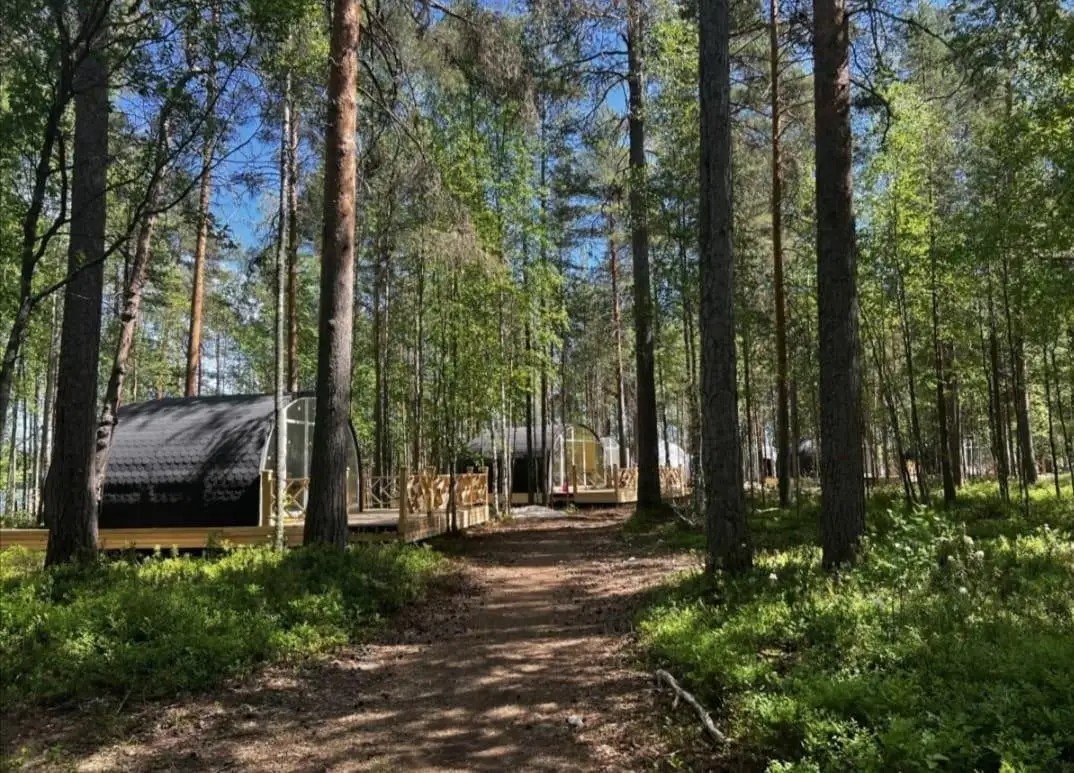 ХВОЯ КАРЕЛИЯ