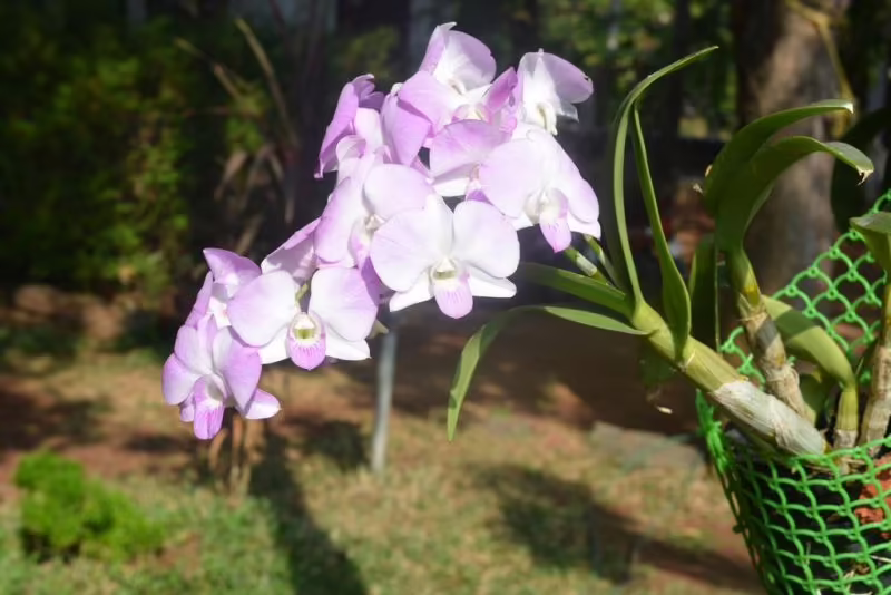 THE VARKALA BEACH RESORT & AYURVEDA SPA