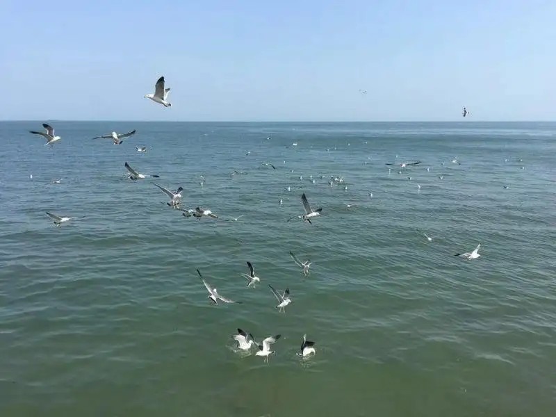 GOLDEN GULF