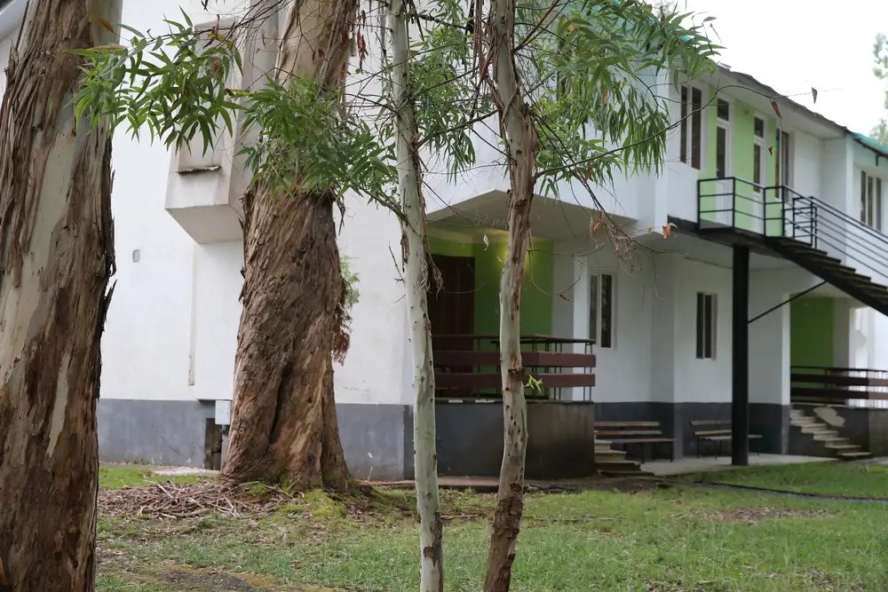 ЭВКАЛИПТОВАЯ РОЩА