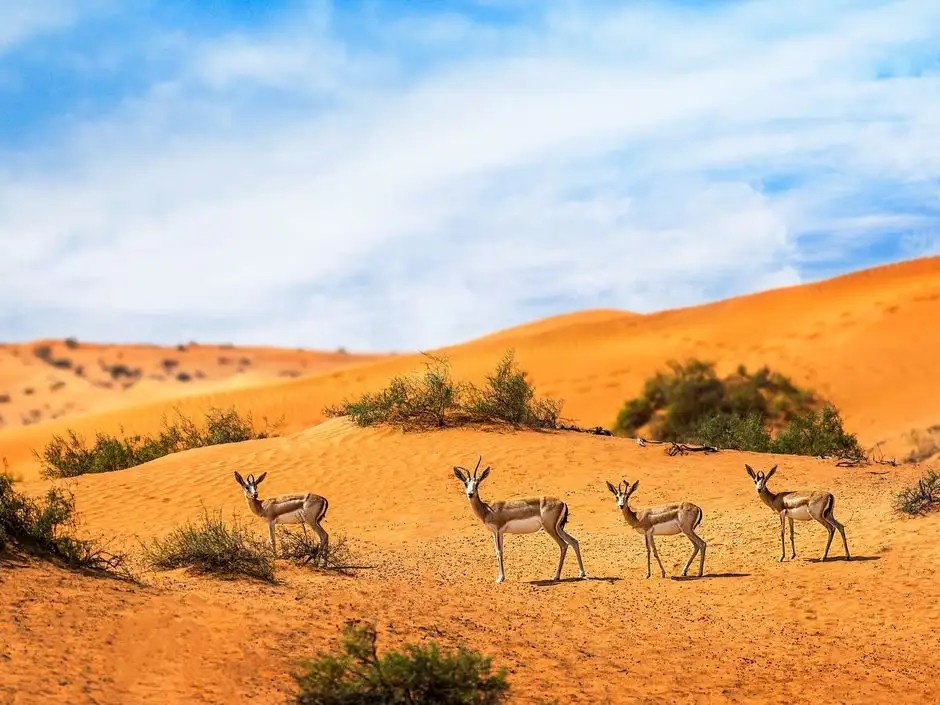 THE RITZ-CARLTON RAS AL KHAIMAH AL WADI DESERT