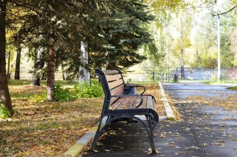 СОСНЫ РАМЕНСКОЕ