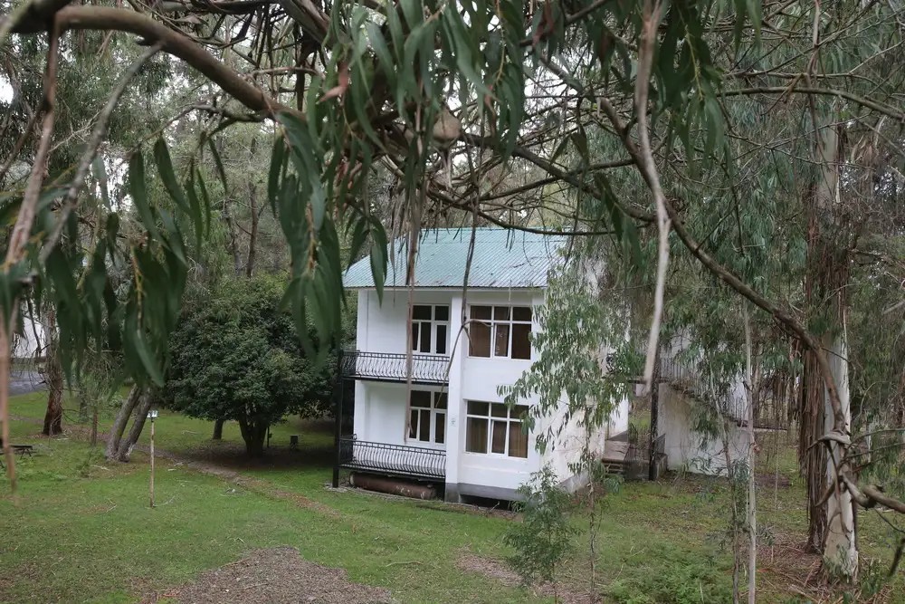 ЭВКАЛИПТОВАЯ РОЩА