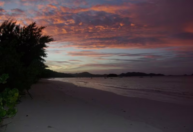 HELICONIA GROVE
