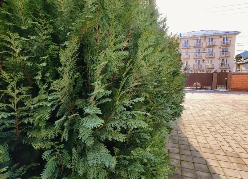 ПАРФЕНА