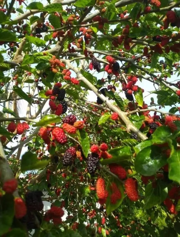 KIRIS GARDEN