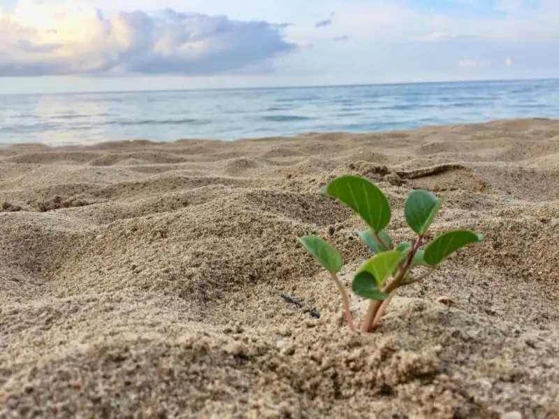 WHITE SAND BEACH RESORT