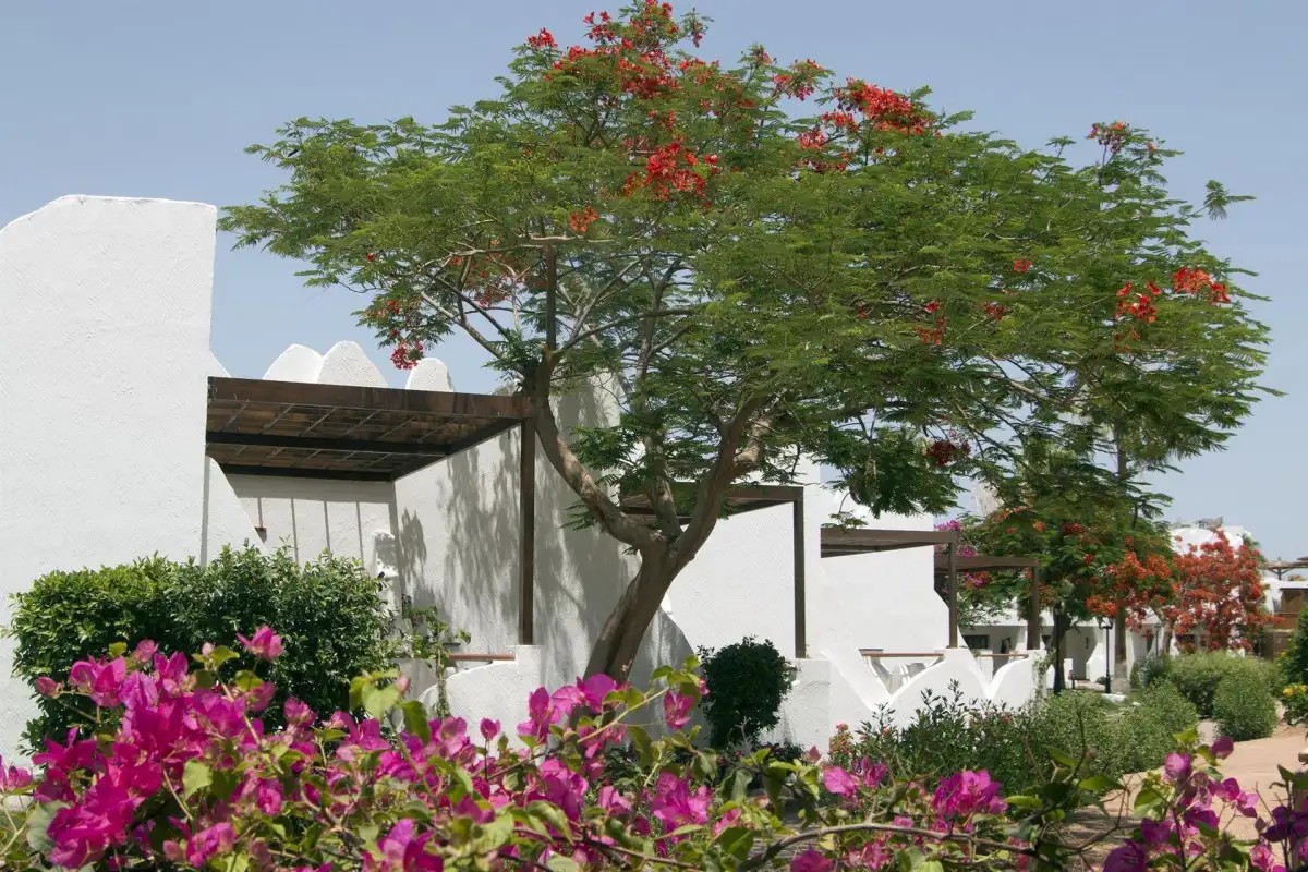 SWISS INN RESORT DAHAB