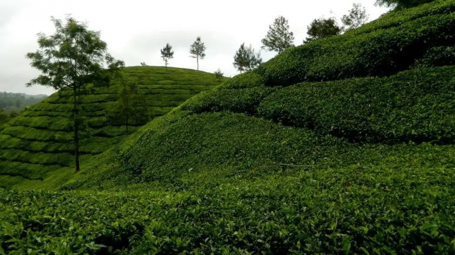 DEEP WOODS RESORT