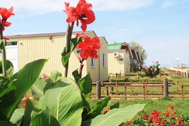 ЮЖНАЯ ПАЛЬМИРА